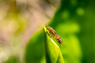 早春の水芭蕉の葉にとまる羽化したてのアシナガバチ