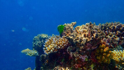 Underwater view reveals a lively coral reef filled with diverse marine species, showcasing vibrant colors and intricate formations in pristine blue waters