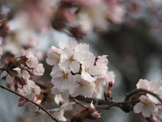 春の花　桜　ソメイヨシノ