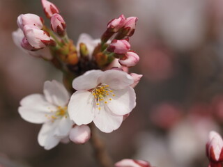 春の花　桜　ソメイヨシノ
