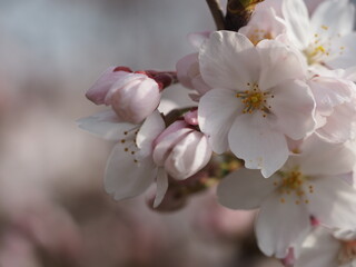 春の花　桜　ソメイヨシノ