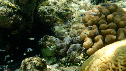A school of small, colorful fish glides gracefully through a lively coral reef filled with varied textures and hues, showcasing the rich biodiversity of underwater life