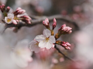 Fototapeta premium 春の花 桜 ソメイヨシノ