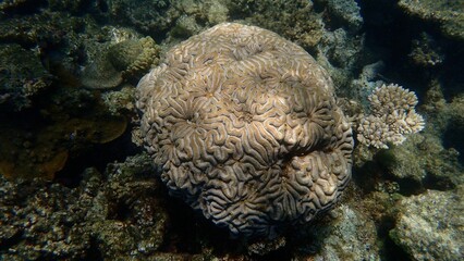 Brain coral exhibits intricate patterns while surrounded by diverse coral formations beneath the sunlit surface of a tropical ocean. The scene captures underwater tranquility