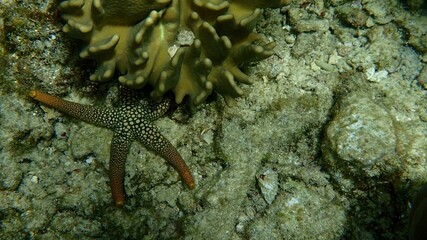 A vibrant starfish with orange tips lies on the ocean floor beside coral formations, surrounded by clear water and sandy substrate, showcasing marine biodiversity