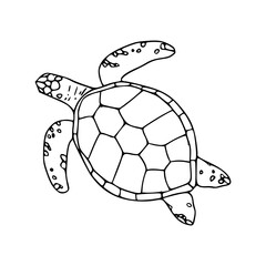 vector illustration of turtle for coloring pages