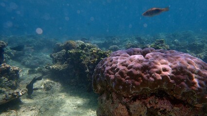 Underwater view reveals a colorful coral reef with diverse marine life swimming around. Sunlight filters through the clear water, illuminating the scene