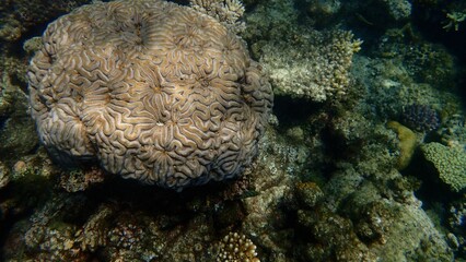 A large brain coral rests on the ocean floor, surrounded by smaller coral formations and various...