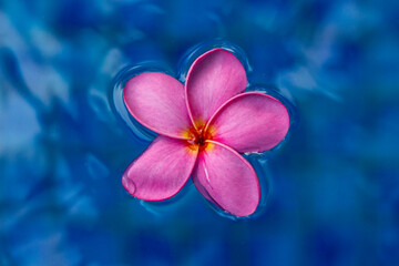 View of pink plumeria flower floating in pool