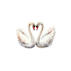 Two Swans Love White Background