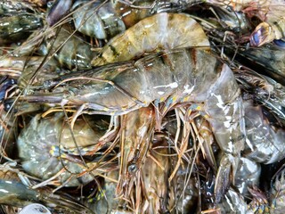 Raw fresh shrimp selling in the market