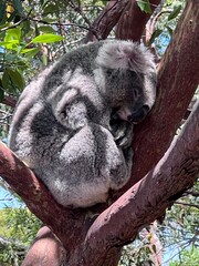 koala sleeping on a tree © Kim