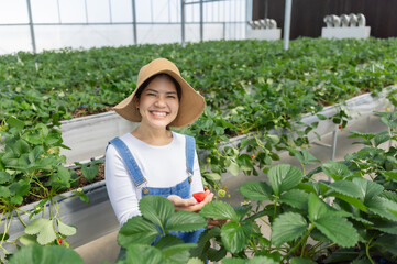 Asian gardener harvest strawberry in glasshouse