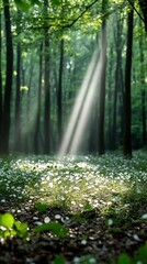 Obraz premium Sunbeam in Spring Forest