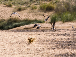 Naklejka premium Dog Chases Plovers On The Beach