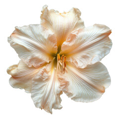 Fototapeta premium Close up cream lily flower png with transparent background blooming beauty