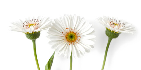 Obraz premium Three white flowers against white background