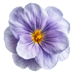Obraz premium Close up photo of a purple primrose flower png transparent background