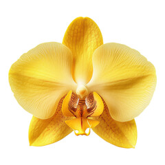 Obraz na płótnie Canvas Close up of yellow orchid flower png on transparent background nature blossom