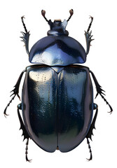 Ultra-Detailed Macro Photograph of a Scarab Beetle - PNG