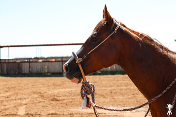 Fototapeta premium Horse horse, animal, portrait, bridle, nature, horses, equestrian, equine, beautiful, mare, quarter horse, western, head, brown, mane, stallionortrait