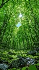 Obraz premium Lush Green Forest Canopy with Sunlight Filtering Through the Trees and Mossy Rocks in a Vertical Composition on a Bright Day