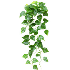 Trailing Pothos Plant with Long Cascading Green Vines Isolated on Transparent Background