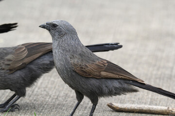 Close up portrait of an apostlebird bird standing on the ground