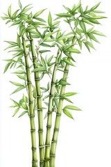 Vibrant Green Bamboo Illustration
