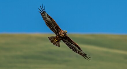 Fototapeta premium Hawk Soaring Through Clear Blue Sky Over Green Field Landscape