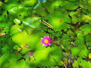 Pink flower in a pond full of lily pad leaves 