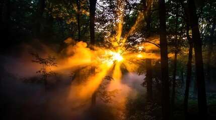 Obraz premium Sunlight filters through trees in a misty forest, creating a magical atmosphere at dawn