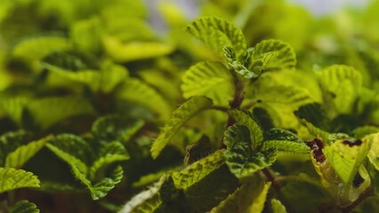 Close-up of fresh green pilea nummulariifolia showcasing intricate details and vibrant colors