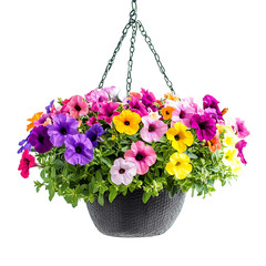 Hanging Basket of Colorful Petunias Isolated on Transparent Background