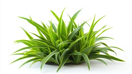 Fototapeta premium Vibrant Green Plant with Long Leaves Posing Elegantly on White Background