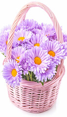 Lavender daisies in pink basket, white background, spring bouquet
