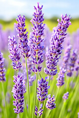 Obraz premium Lavender field, sunny day, purple flowers, nature background, aromatherapy