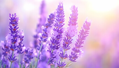 Lavender flowers field, sunny day, purple blooms, nature background, relaxation image