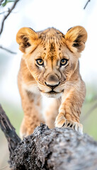 Obraz premium Lion cub, tree branch, savanna, wildlife