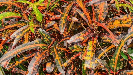 Vibrant Croton Plant Leaves Displaying Rich Autumnal Color Palette © Prime