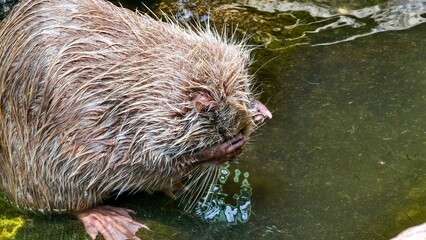 Captivating close-up of a Nutria washing in its natural water habitat