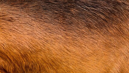 Camel Hair Close-Up Showing Its Texture and Warmth