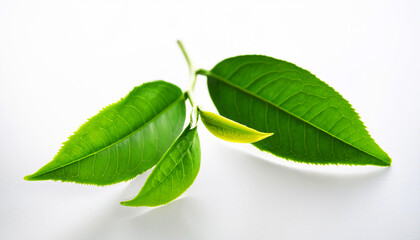 Obraz premium green leaves on a branch, green leaf on a white background, Fresh green tea leaves sprouting from a stem against a soft white background, symbolizing nature, freshness, and organic growth