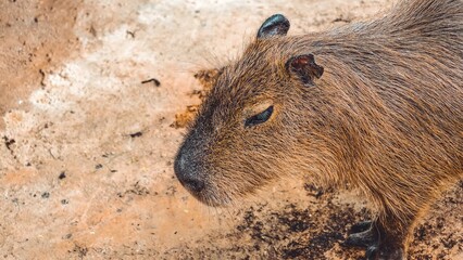 Close-up portrait of a capybara resting peacefully on a warm day