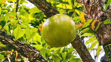 Calabash tree fruit hanging ripe on branch surrounded by leaves