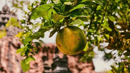 Majestic Calabash Tree with Hanging Fruit