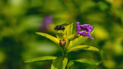 Close-up image of a fly perched on a vibrant green plant with purple flowers in natural daylight