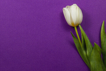 Celebrate Mother's Day and International Women's Day with spring tulips