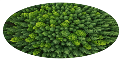 Aerial View of Mangrove Forest Island | Premium Nature Image