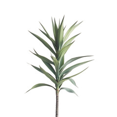 Tall Slender Yucca Plant with Spiky Leaves Isolated on Transparent Background